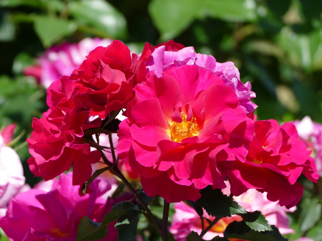 春の花12(バラ2)
