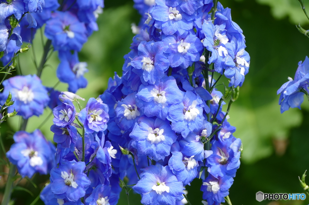 花畑で　