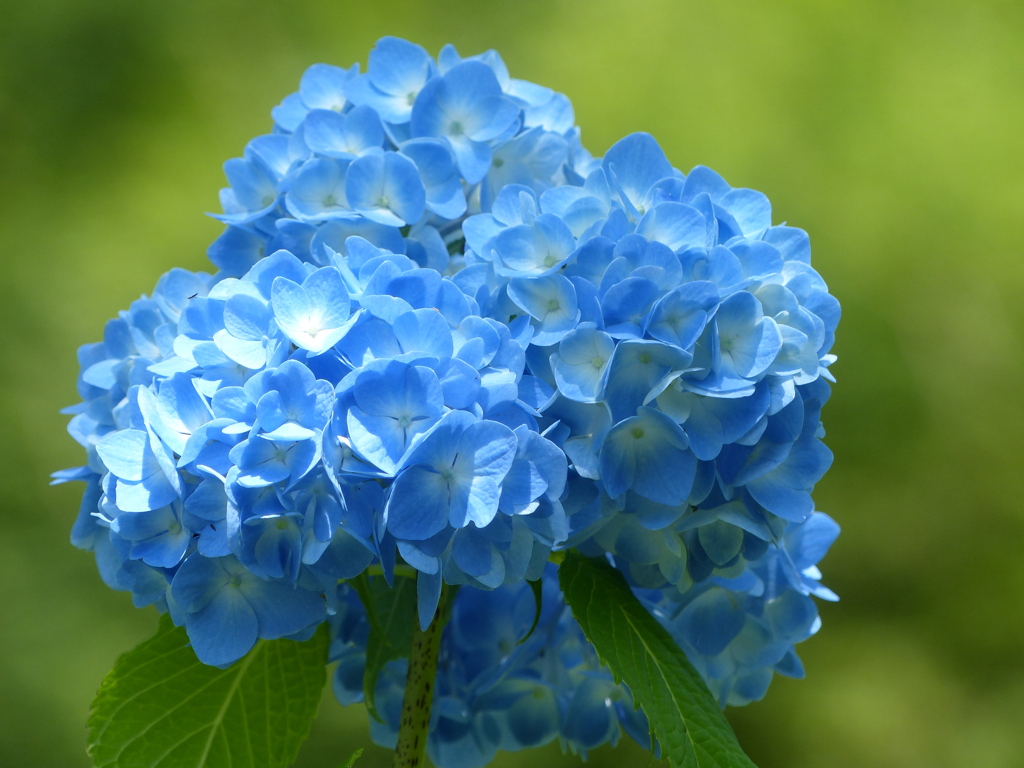 紫陽花