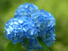 紫陽花