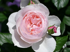 春の花17(バラ7)