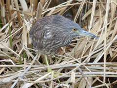 ゴイサギの幼鳥