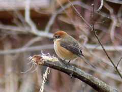 里山の冬鳥たち
