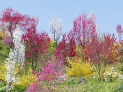 花もも