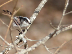 冬の里山で25(エナガ)