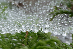 雨上がりに