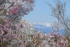 花見山 