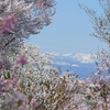 花見山 