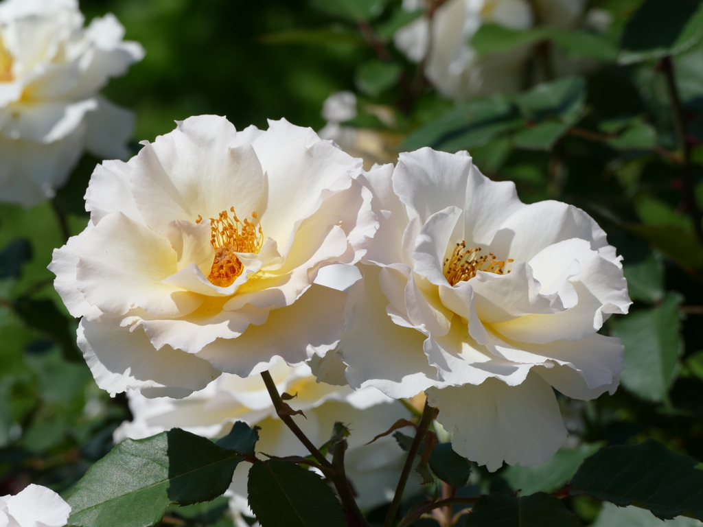 春の花12(バラ2)