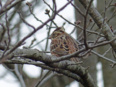 里山の冬鳥たち