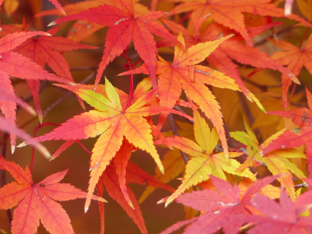 秋の里山で5(紅葉2)