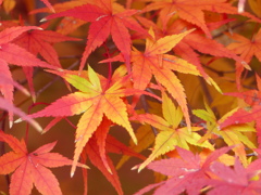 秋の里山で5(紅葉2)