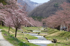 観音寺川の桜