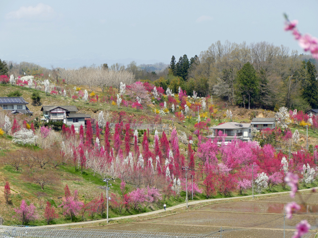 花もも