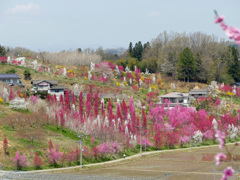 花もも