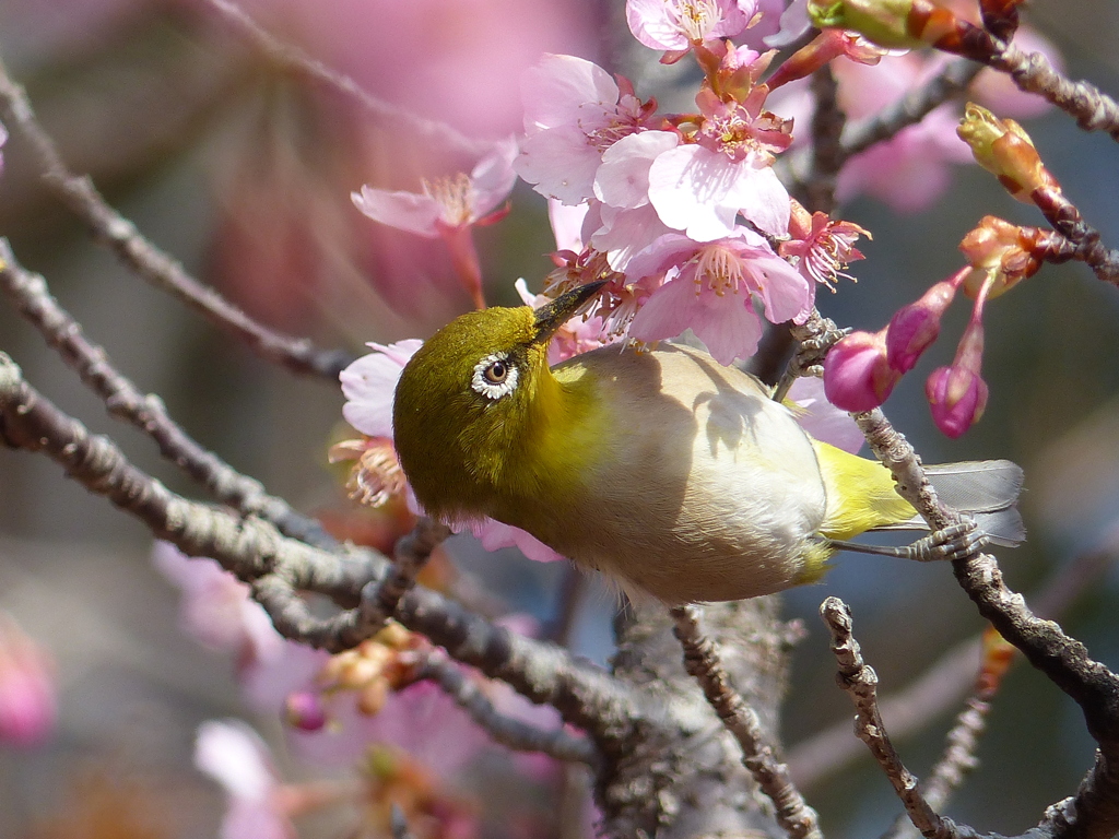 春の里山で1(河津桜とメジロ1)