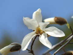 春の花