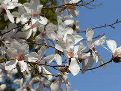 春の花2(コブシ)