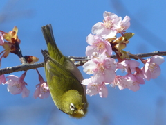 春の里山で6(河津桜とメジロ6)