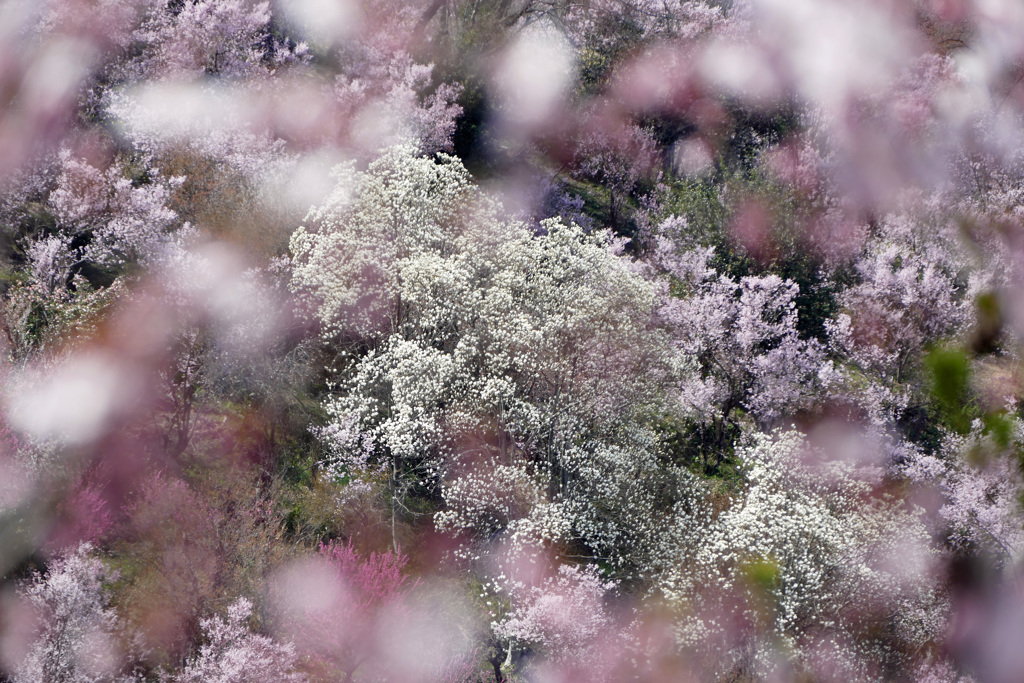 花見山 