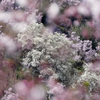 花見山 