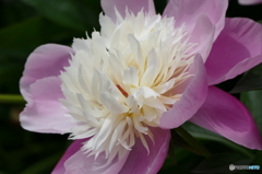 花畑で　