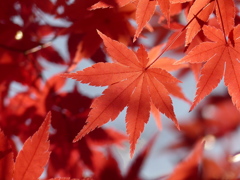 紅葉