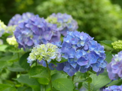 夏の花6(紫陽花)