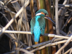 カワセミ