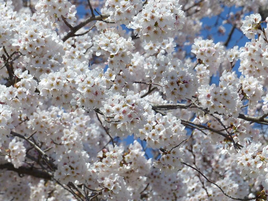 青空と桜