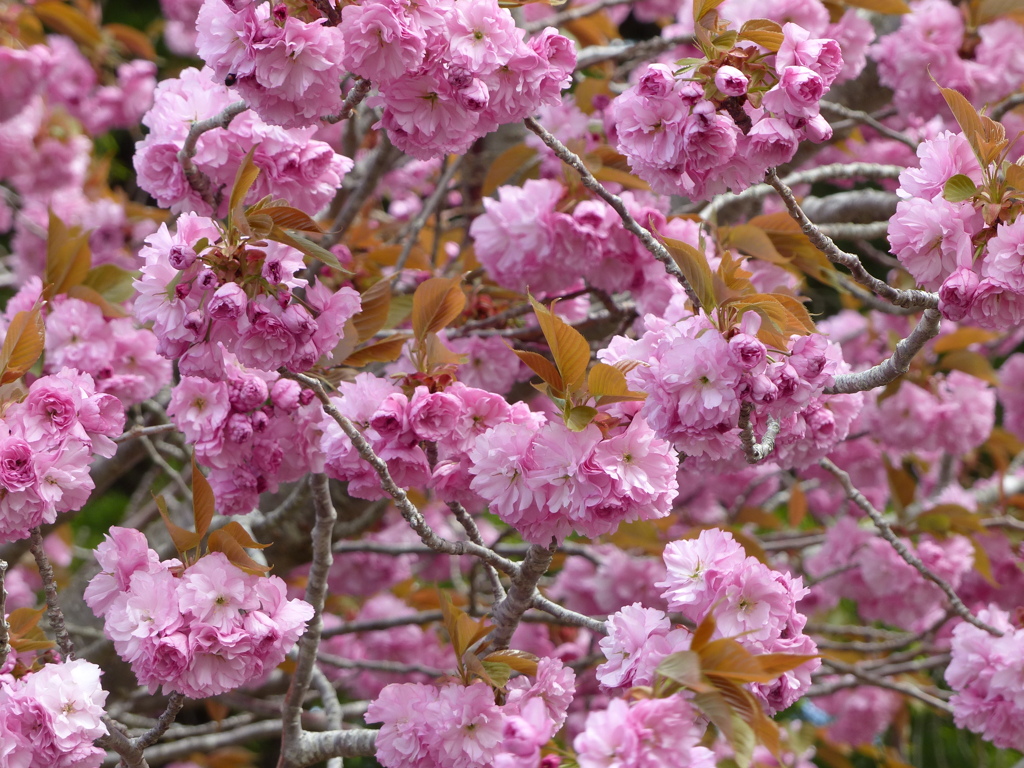 春13(春の花6)