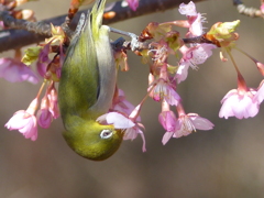 春の里山で7(河津桜とメジロ7)
