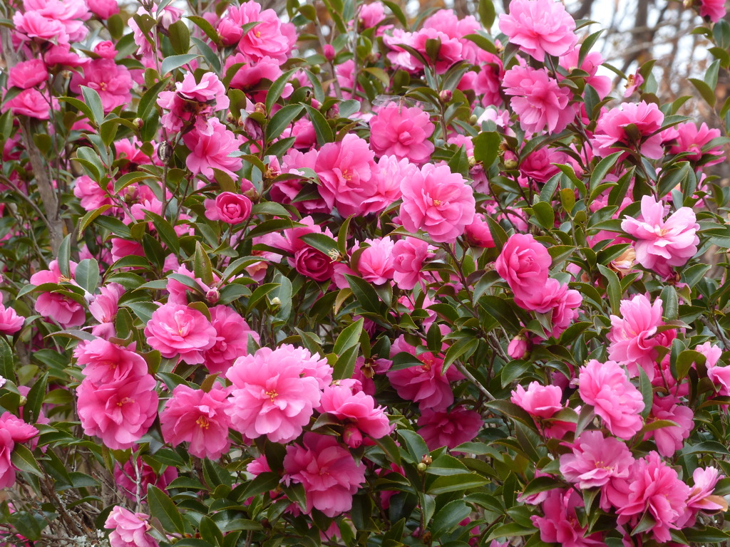 秋の里山で9(山茶花2)