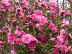 秋の里山で9(山茶花2)