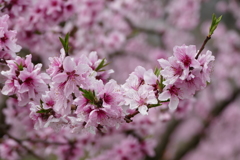 春の花