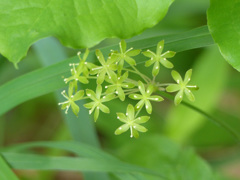 春の緑の線香花火 (サルトリイバラ)