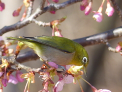 春の里山で6(河津桜とメジロ6)