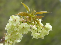 桜