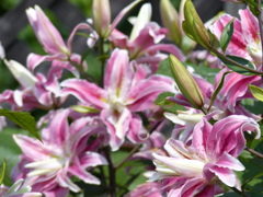 花畑で