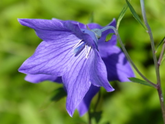 夏の花