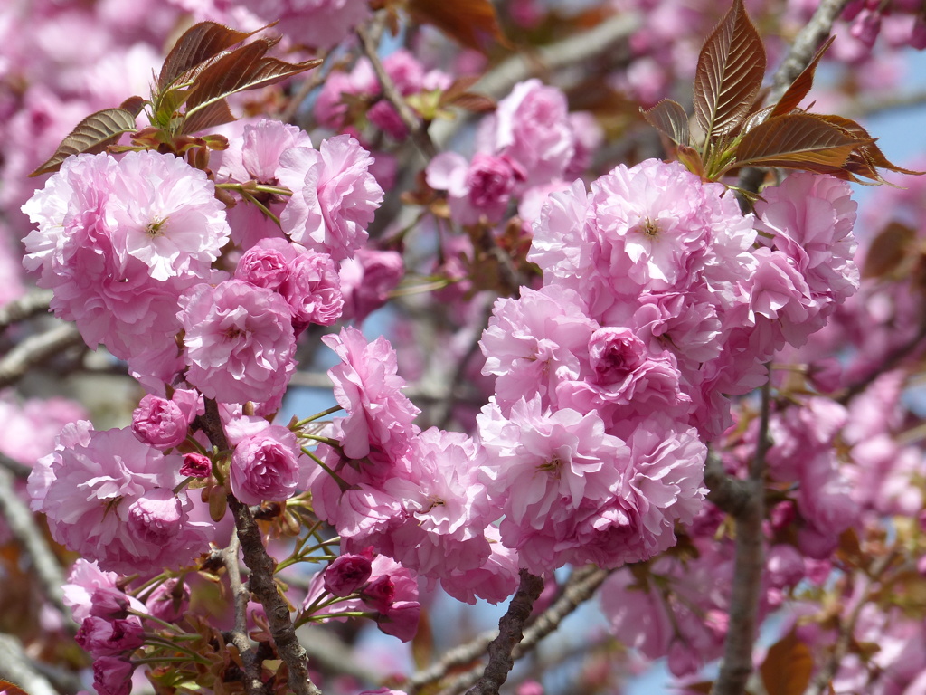 春の花13(桜5)