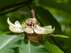 朴ノ木の花