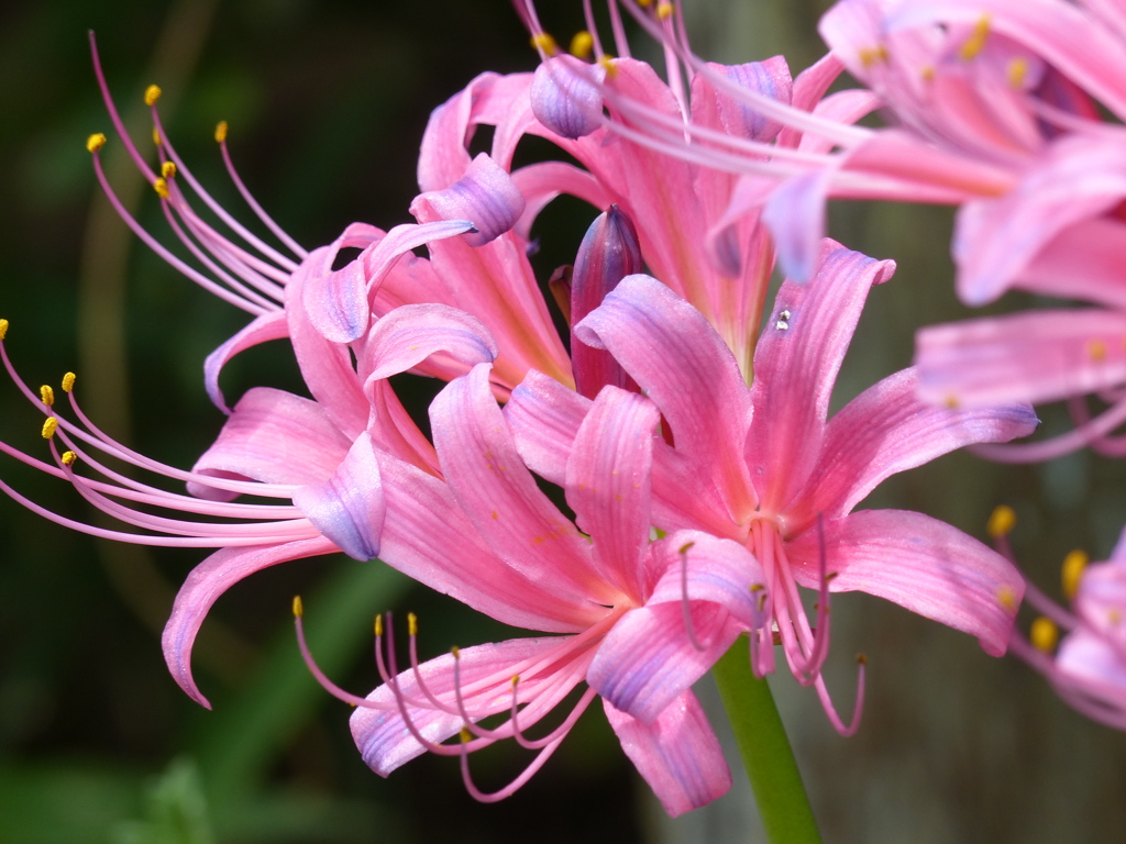 夏に咲く花