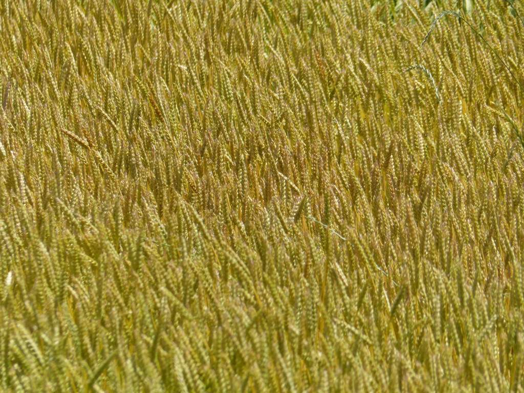 初夏に1(麦秋)