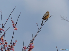 紅梅とモズ