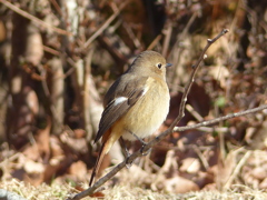 冬の里山で2(ジョウビタキ1)