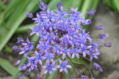 春の花畑で