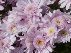 秋の花1(菊)