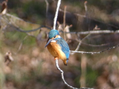 冬の里山で2(カワセミ2)