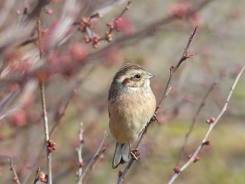 里山の冬鳥たち